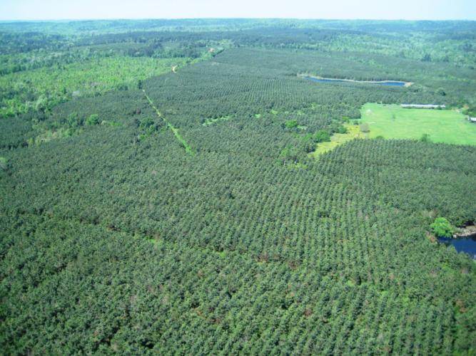 aerial view of the 3,449 acres of afforested land