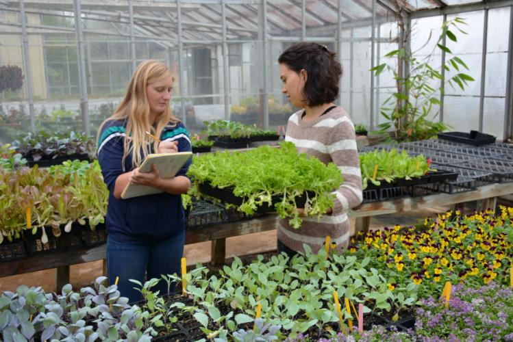 SFA horticulture students tend to winter annuals grown at the Plantery.