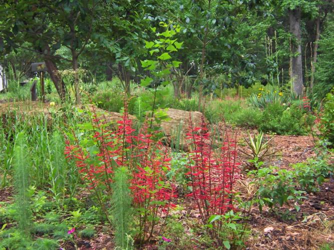 Pineywoods Native Plant Center