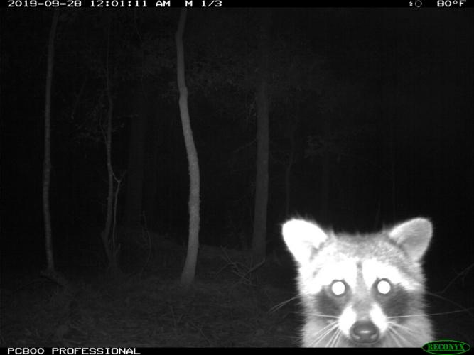 A common raccoon is documented during the Snapshot USA survey