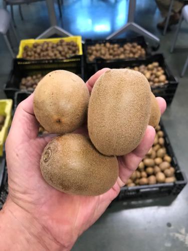 samples of kiwifruit