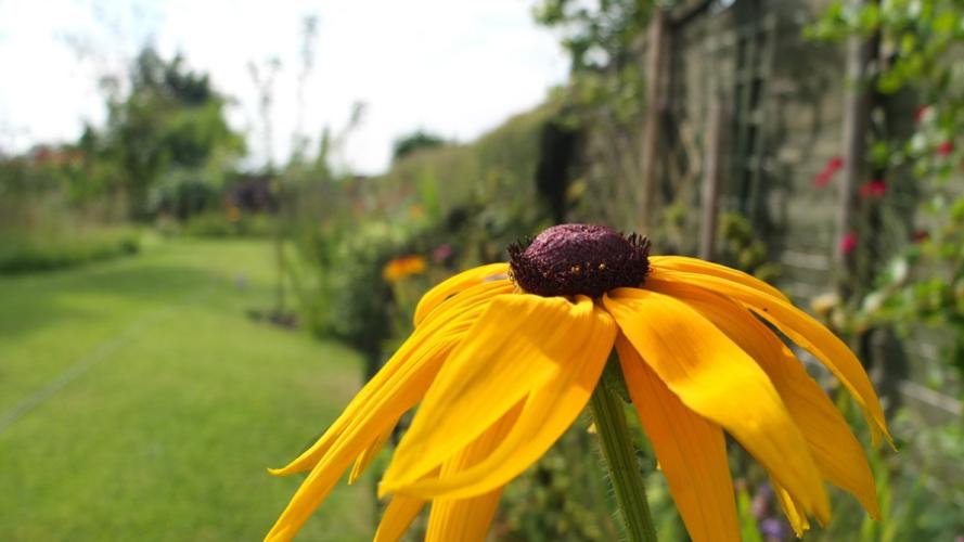 Stephen F. Austin State University’s SFA Gardens will host a Gardening 101 workshop to explore such topics as soil testing, mulching and fertilizing for creating a successful landscape filled with vibrant flora, like the Rudbeckia hirta 'Indian Summer' pictured here.