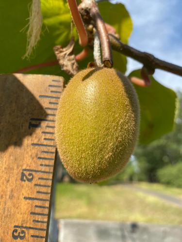 A person is measuring the size of a kiwi with a ruler.
