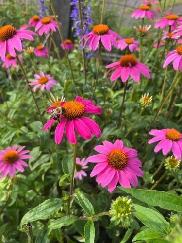 a photo of flowers from the SFA Gardens