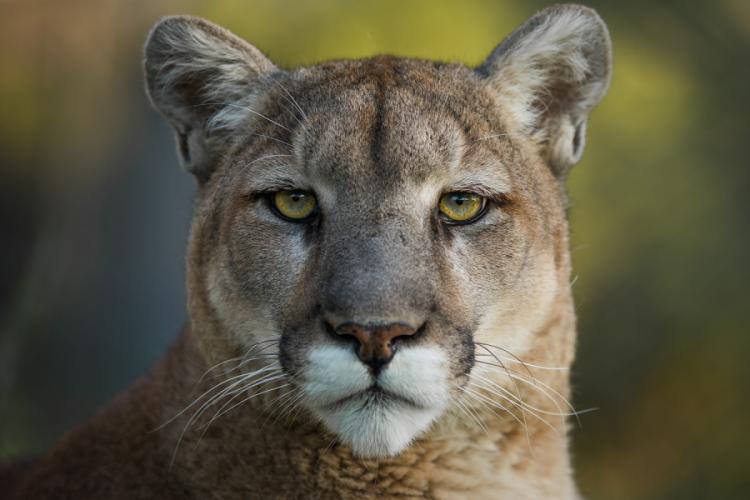 closeup photo of a cougar