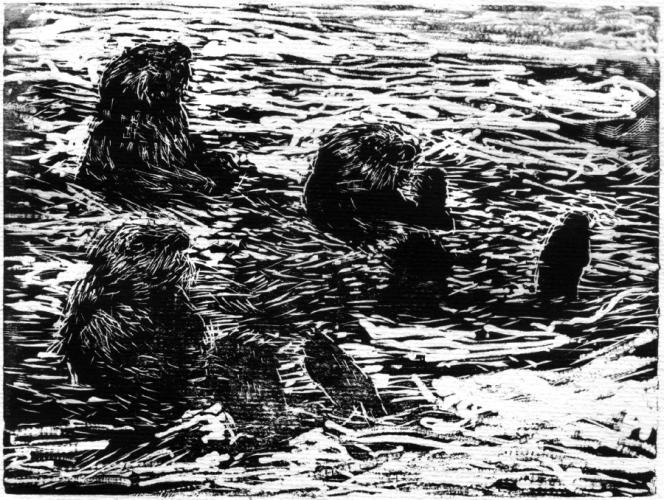 “Sea Otters,” 4 inch x 5 inch, a woodcut by Charles D. Jones, March 2023