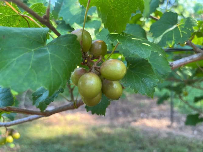 muscadine grapes from the SFA Gardens Jimmy Hinds park