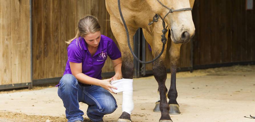 A student at the SFA Equine Center wraps a horse's leg