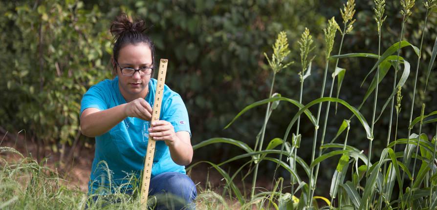 A student takes a plant height measurement in a field