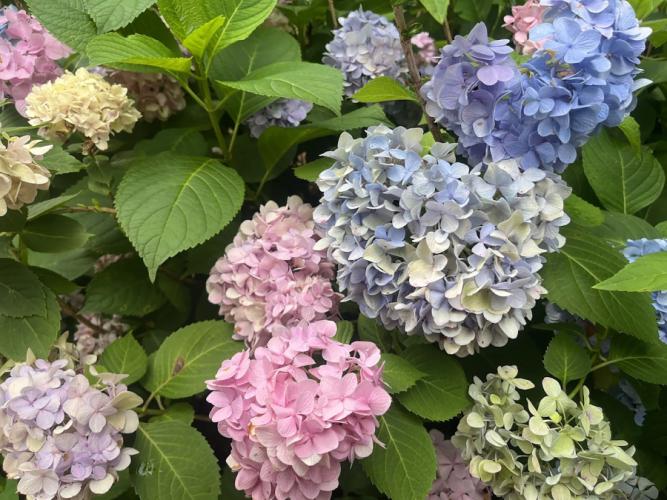 hydrangeas