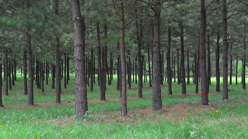 agroforestry pine tree research area