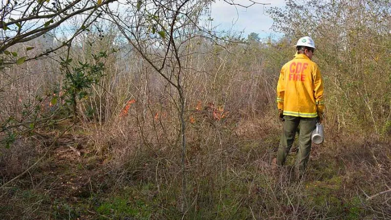 Person monitoring a forest fire