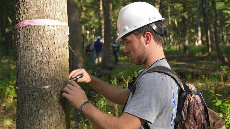 Person measuring a tree trunk