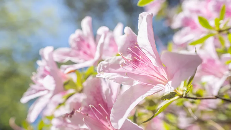 Beauty shot of flowers on campus