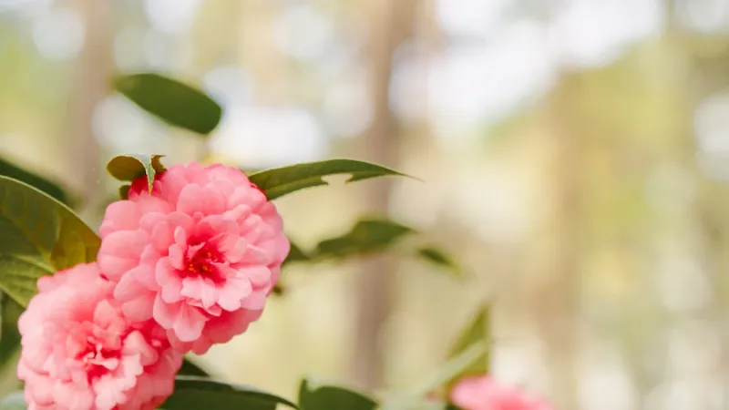 Beauty shot of flowers on campus