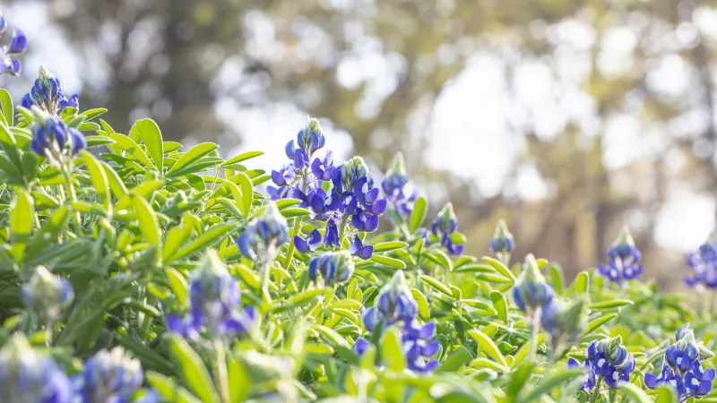 Beauty shot of flowers on campus