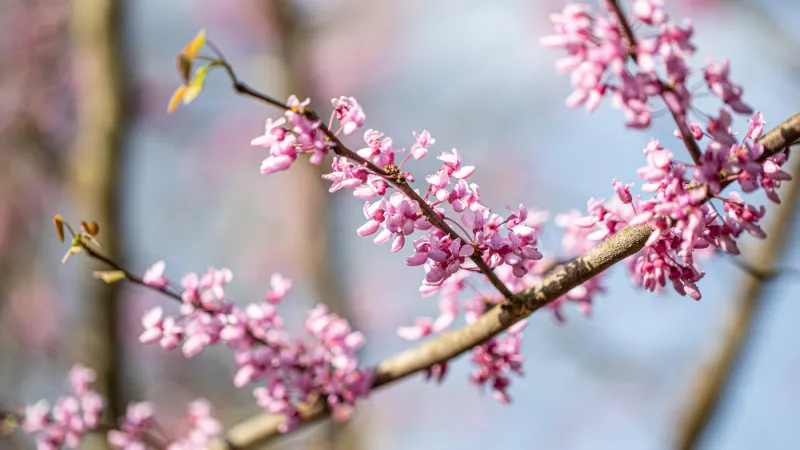 Beauty shot of flowers on campus
