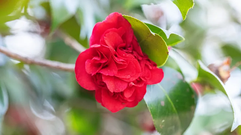 Beauty shot of flowers on campus