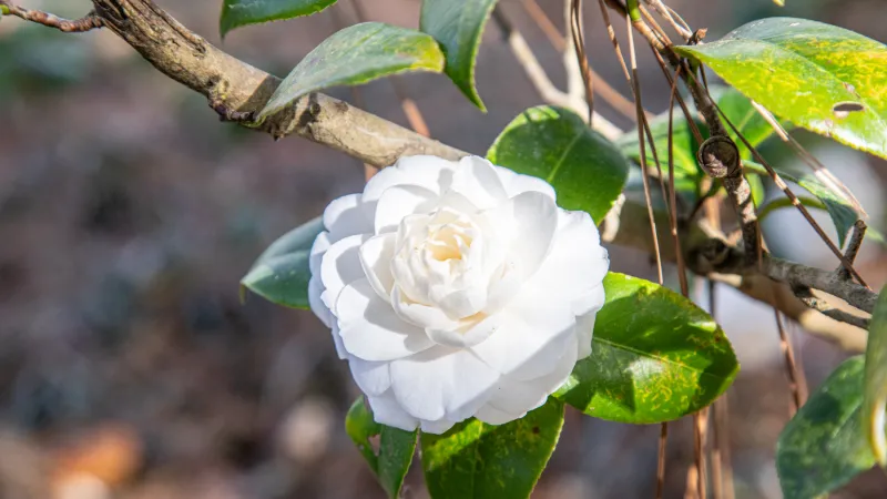 Beauty shot of flowers on campus