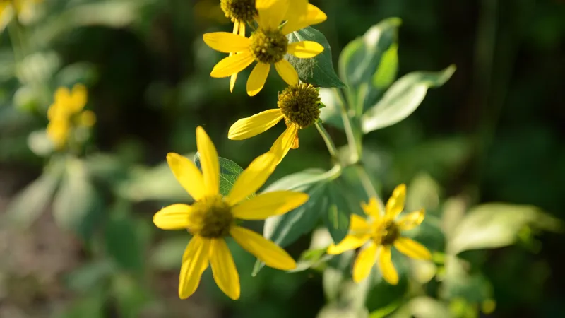 Beauty shot of flowers on campus