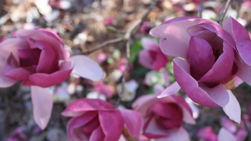 Beauty shot of flowers on campus