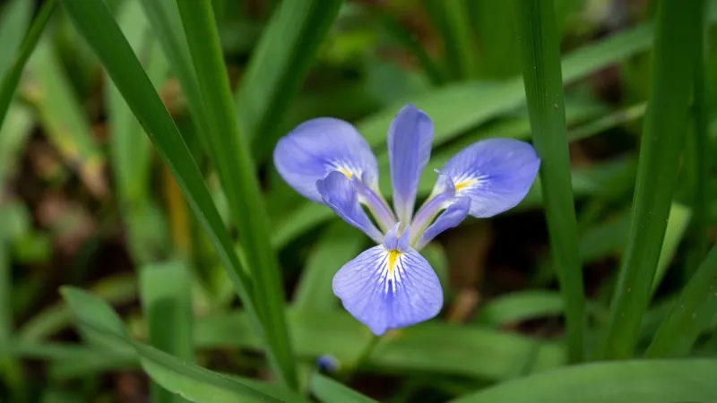 Beauty shot of flowers on campus
