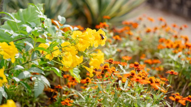 Beauty shot of flowers on campus