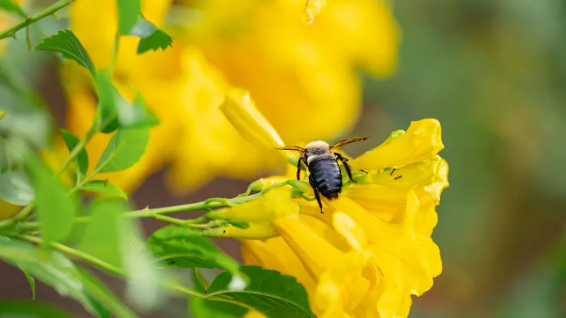 bumble bee on a flower