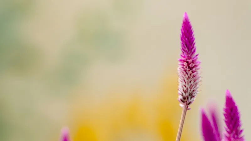 Beauty shot of flowers on campus