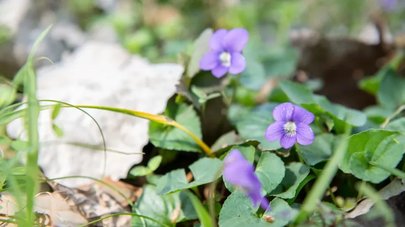 Beauty shot of flowers on campus
