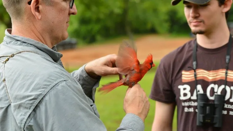 Professor teaching students about the mist-netting technique for capturing birds