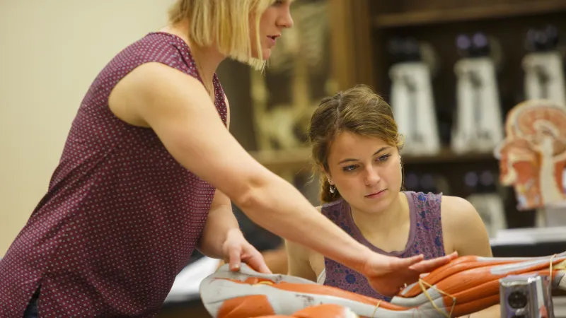 Professor guides student through understanding muscle structure