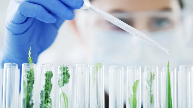 research vials with small plants