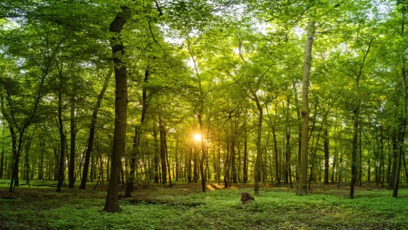 View of a forest with the sun peeking through the trees