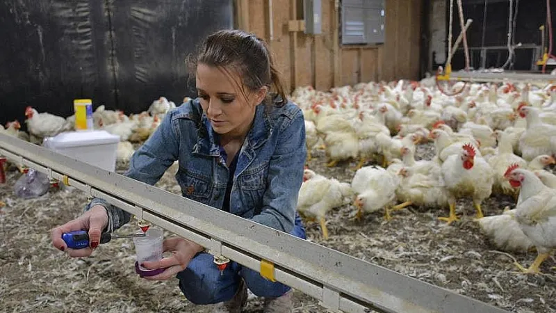 Student collecting samples at the chicken farm