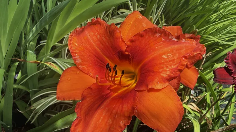 An orange Desert Flame daylily blooms among green blades