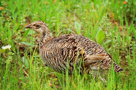 Attwater’s prairie chicken hen. Photo by John Magera