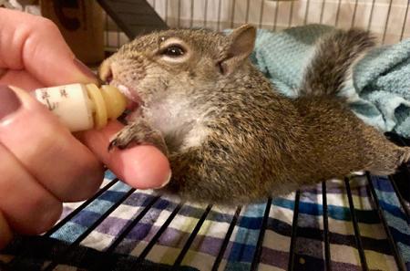 The squirrel was nursed with milk replacer administered through a small syringe. Photo courtesy of DeAnna Prunés.