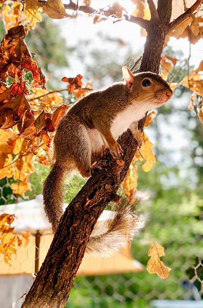 The squirrel the book is based on has her favorite tree and recognizes the Prunés family when they come and go. Photo courtesy of DeAnna Prunés.