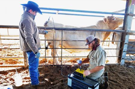 Turner enjoys the field of cattle obstetrics and works closely with ranchers and producers to collect data and assist with cattle breeding.