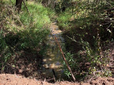 Before: Waterway that has been channelized and overtaken by nonnative or invasive vegetation