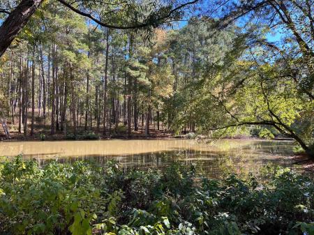 Mission Tejas State Park