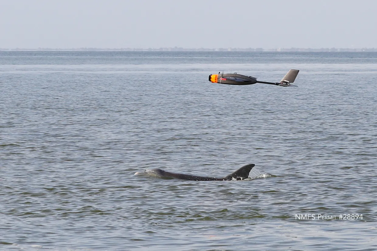 PHASM swoops in to collect the breath of a wild dolphin in Galveston Bay. Image taken under NOAA/NMFS permit 28894.