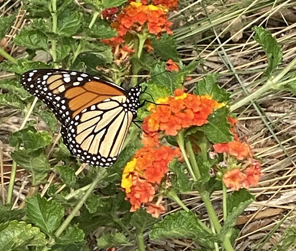 Photo of a monarch butterfly on a lantana plant. Photo of a monarch butterfly on a lantana plant.