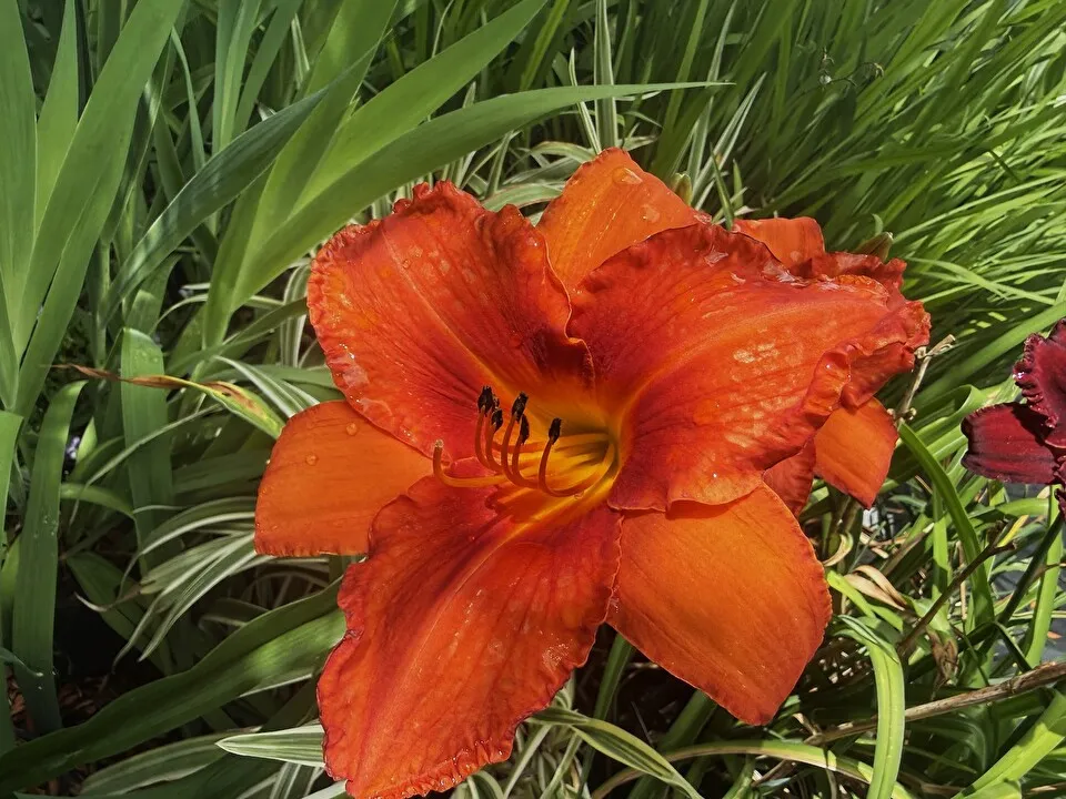 Photo of 'Desert Flame' daylilly Photo of 'Desert Flame' daylilly