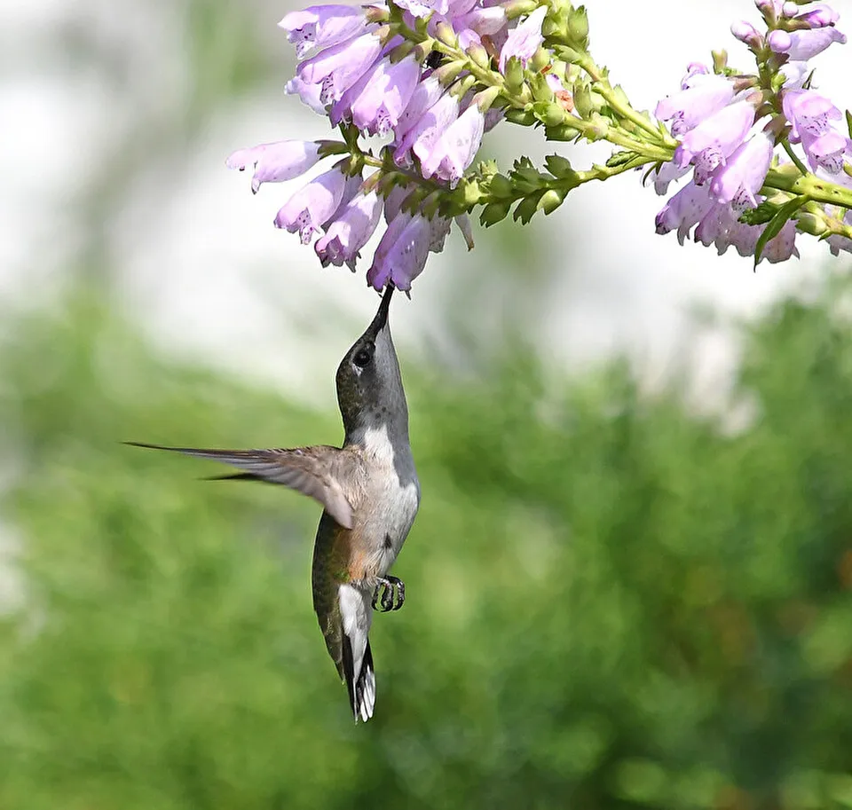 Photo of a hummingbird feeding on a flower. Photo of a hummingbird feeding on a flower.