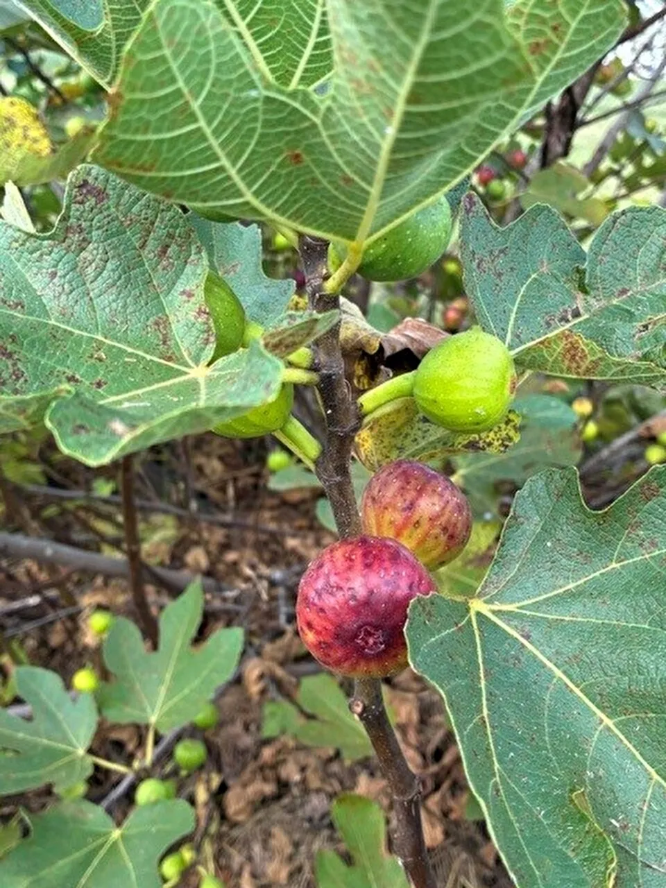 Photo of figs on a tree.