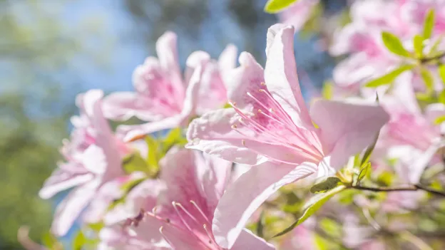 Beauty shot of flowers on campus