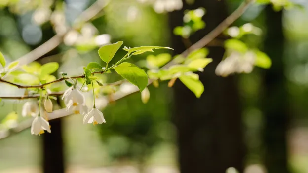 Beauty shot of flowers on campus