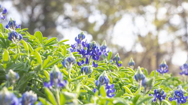 Beauty shot of flowers on campus